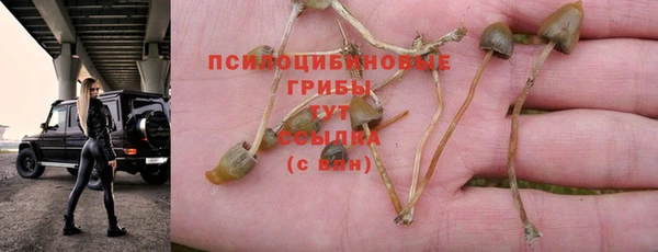хмурый Пересвет